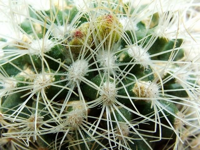Turbinicarpus_ knuthianus _03
